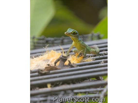 Grenada Tree Anole (Anolis richardii)