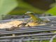 Grenada Tree Anole (Anolis richardii)