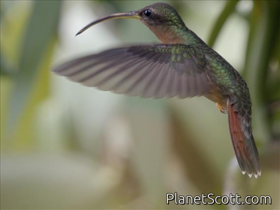 Rufous-breasted Hermit (Glaucis hirsutus)