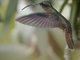 Rufous-breasted Hermit (Glaucis hirsutus)