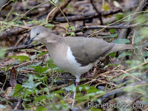 Grenada Dove (Leptotila wellsi)