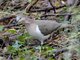 Grenada Dove (Leptotila wellsi)