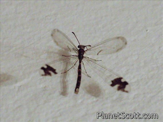 Picture-winged Antlion (Glenurus sp)
