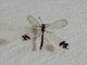 Picture-winged Antlion (Glenurus oswaldi)