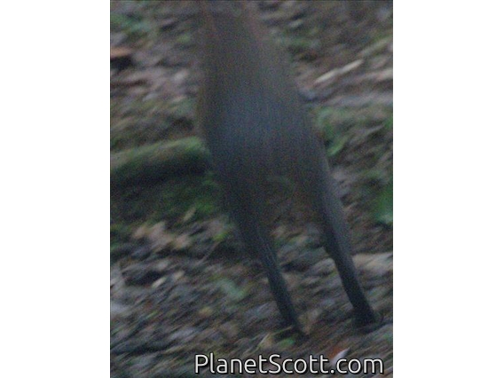 Red-rumped Agouti (Dasyprocta leporina)