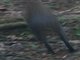 Red-rumped Agouti (Dasyprocta leporina)