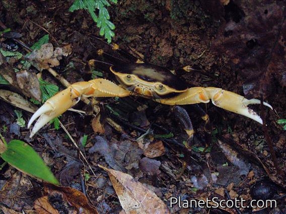 Cyrique (Guinotia dentata)