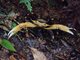 Cyrique (Guinotia dentata)