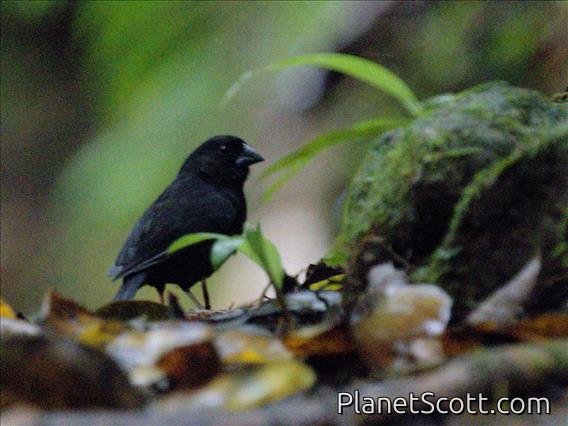 St. Lucia Black Finch (Melanospiza richardsoni) - Male