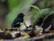 St. Lucia Black Finch (Melanospiza richardsoni) - Male