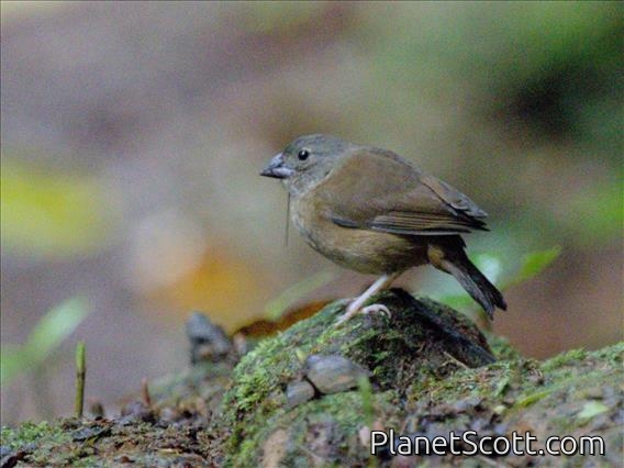 St. Lucia Black Finch (Melanospiza richardsoni) - Female