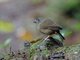 St. Lucia Black Finch (Melanospiza richardsoni) - Female