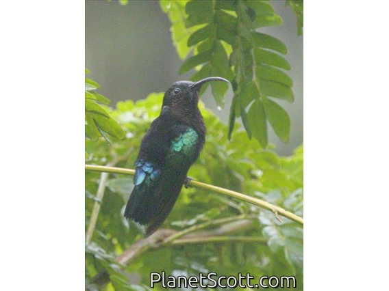 Purple-throated Carib (Eulampis jugularis)