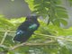Purple-throated Carib (Eulampis jugularis)