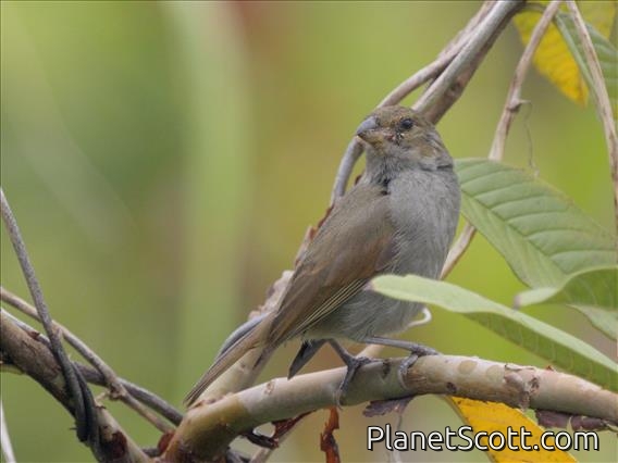 Lesser Antillean Bullfinch (Loxigilla noctis) - Female