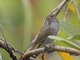 Lesser Antillean Bullfinch (Loxigilla noctis) - Female