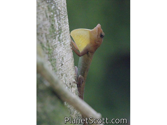 St. Lucia Anole (Anolis luciae)