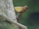 St. Lucia Anole (Anolis luciae)