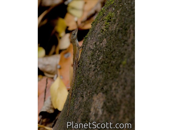 Watt's Anole (Anolis wattsii)