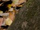 Watt's Anole (Anolis wattsii)
