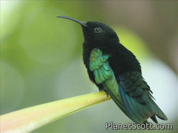 Purple-throated Carib (Eulampis jugularis)