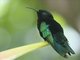 Purple-throated Carib (Eulampis jugularis)