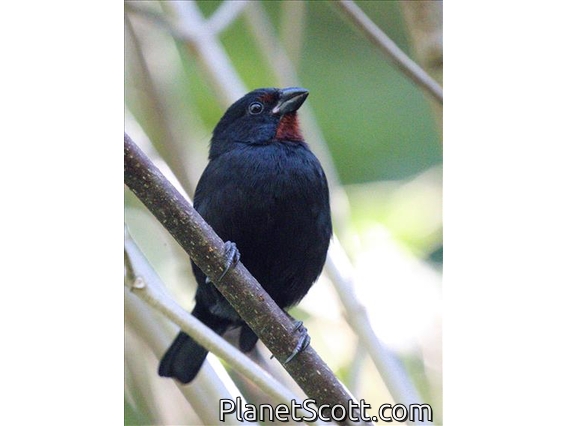Lesser Antillean Bullfinch (Loxigilla noctis)