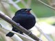 Lesser Antillean Bullfinch (Loxigilla noctis)