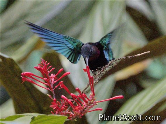 Purple-throated Carib (Eulampis jugularis)