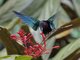 Purple-throated Carib (Eulampis jugularis)