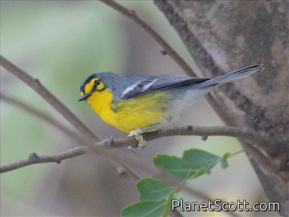 St. Lucia Warbler (Setophaga delicata)