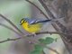 St. Lucia Warbler (Setophaga delicata)