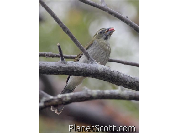 Lesser Antillean Saltator (Saltator albicolis)