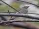 Lesser Antillean Saltator (Saltator albicolis)