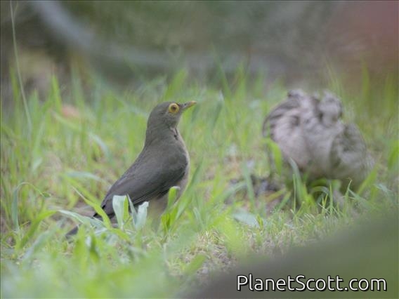 Spectacled Thrush (Turdus nudigenis)