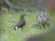 Spectacled Thrush (Turdus nudigenis)