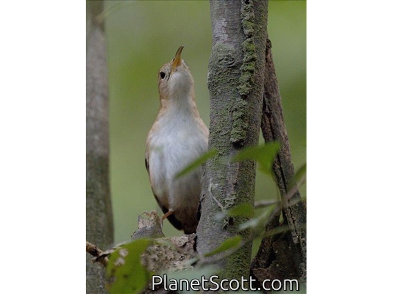 St. Lucia Wren (Troglodytes mesoleucus)