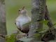 St. Lucia Wren (Troglodytes mesoleucus)
