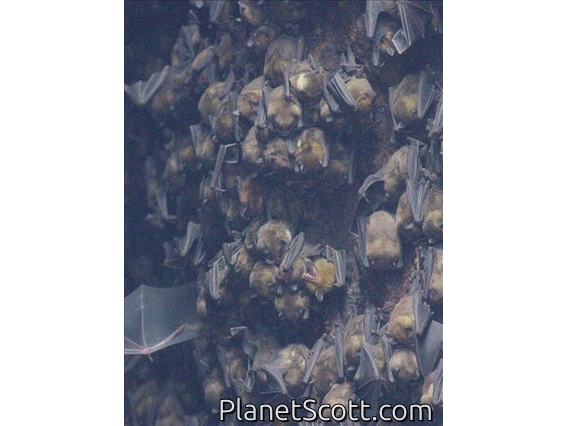 Antillean Fruit-eating Bat (Brachyphylla cavernarum)