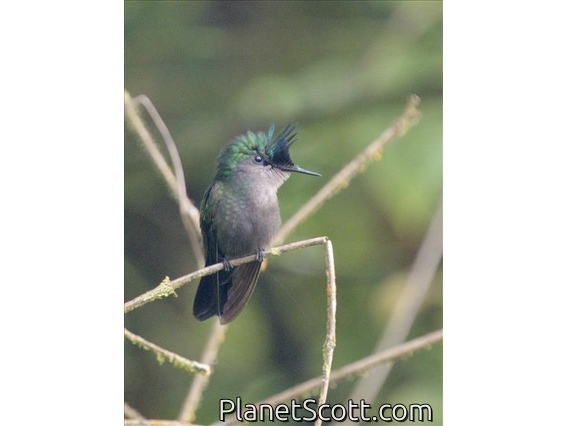 Antillean Crested Hummingbird (Orthorhyncus cristatus)