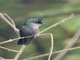 Antillean Crested Hummingbird (Orthorhyncus cristatus)