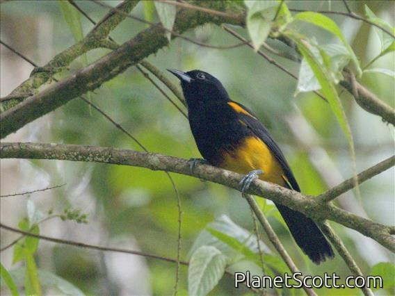 St. Lucia Oriole (Icterus laudabilis) - Male