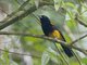 St. Lucia Oriole (Icterus laudabilis) - Male