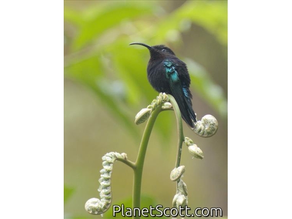 Purple-throated Carib (Eulampis jugularis)