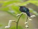 Purple-throated Carib (Eulampis jugularis)