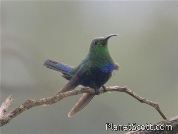 Green-throated Carib (Eulampis holosericeus)