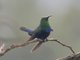 Green-throated Carib (Eulampis holosericeus)