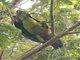 St. Lucia Parrot (Amazona versicolor)