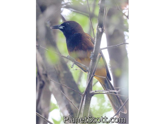 St. Lucia Oriole (Icterus laudabilis) - Female