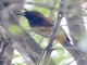 St. Lucia Oriole (Icterus laudabilis) - Female